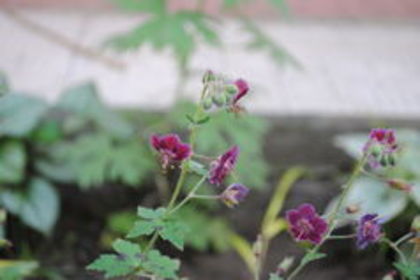 geranium Samobor3004 - 2016 geranium