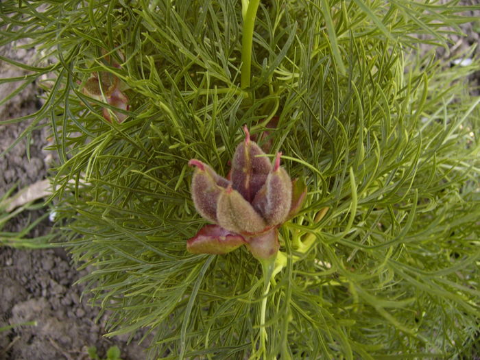 Paeonia Tenuifolia Plena - ANUL 2016 FLORI