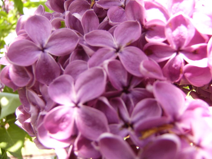 Syringa vulgaris cu flori visinii simple - ANUL 2016 FLORI