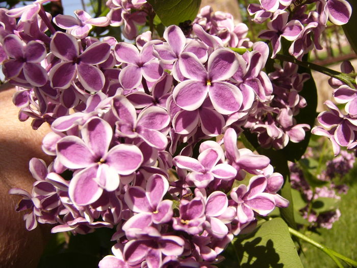 Syringa vulgaris Sensation