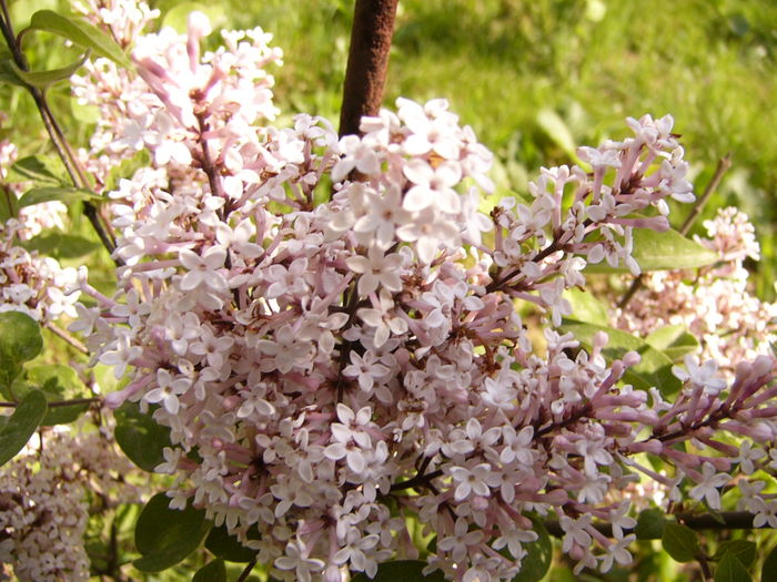 Syringa Microphilla Superba