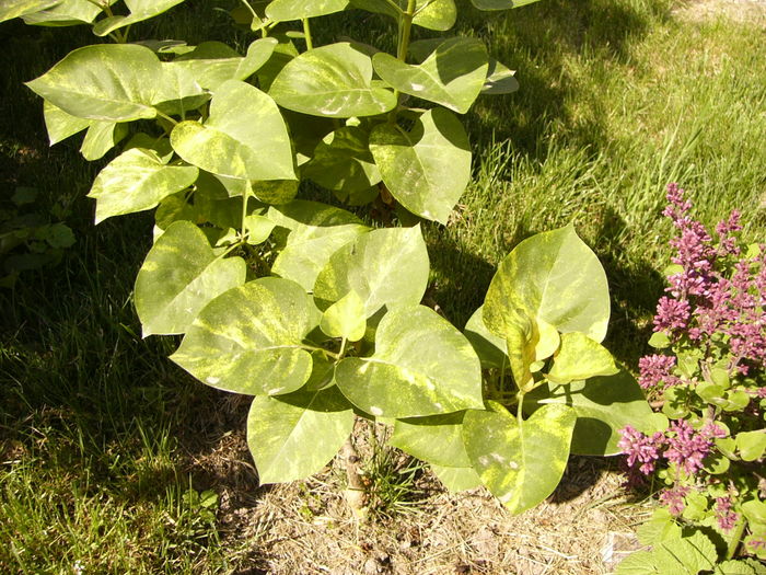 Syringa Aucubaefolia