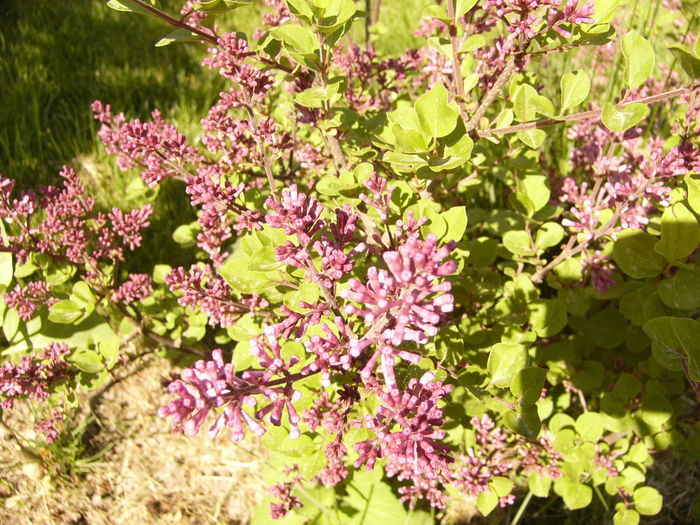 Syringa Patula Miss Kim