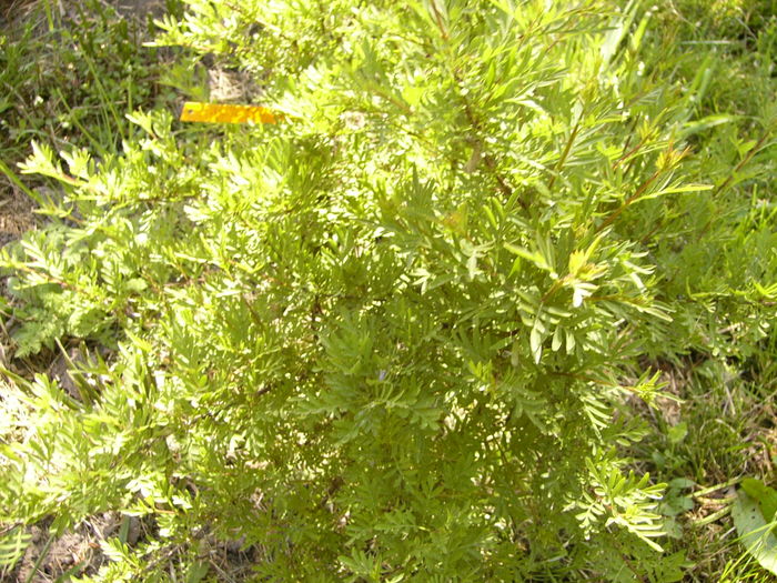 Syringa persica laciniata