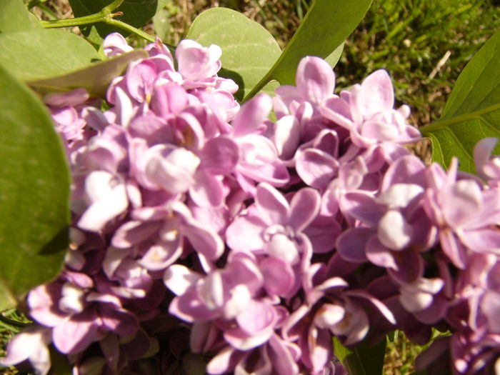 Syringa Michel Buchener