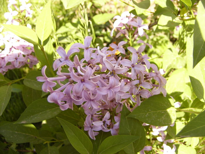 Syringa Chinensis Saugeana