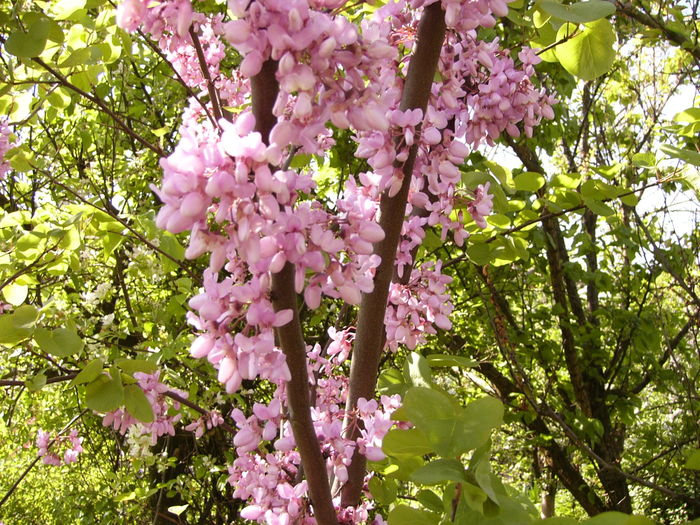 Cercis Siliquarum