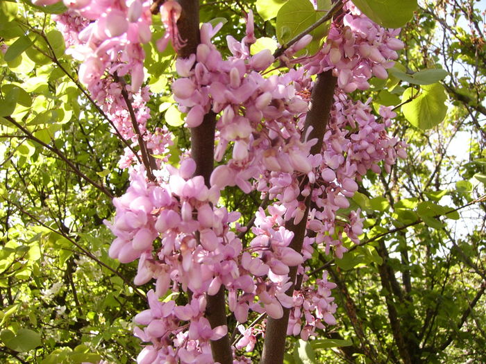 P1250133