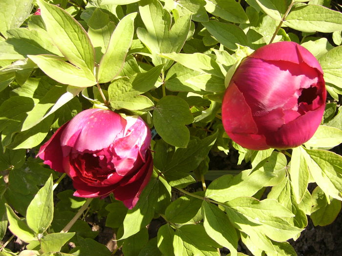 Paeonia Hua Wang