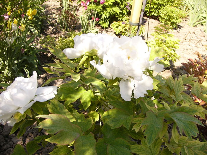 Paeonia suffruticosa alba