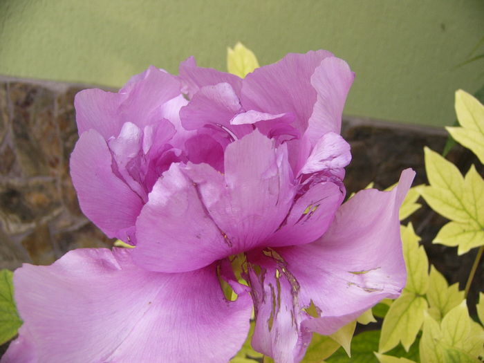 Paeonia suffruticosa lavand