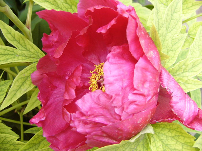 Paeonia suffruticosa rosie