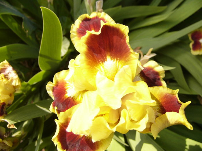 P1250171 - ANUL 2016 FLORI