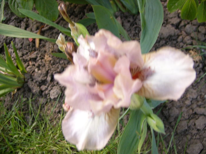 P1250172 - ANUL 2016 FLORI