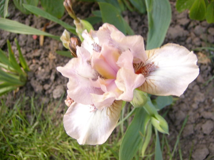 P1250173 - ANUL 2016 FLORI