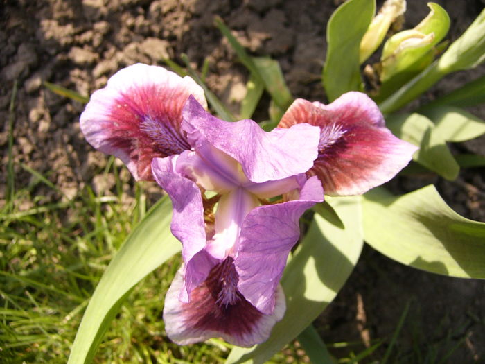 P1250175 - ANUL 2016 FLORI