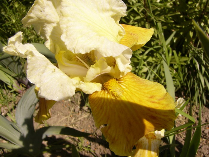 Iris Honey Glazed - ANUL 2016 FLORI