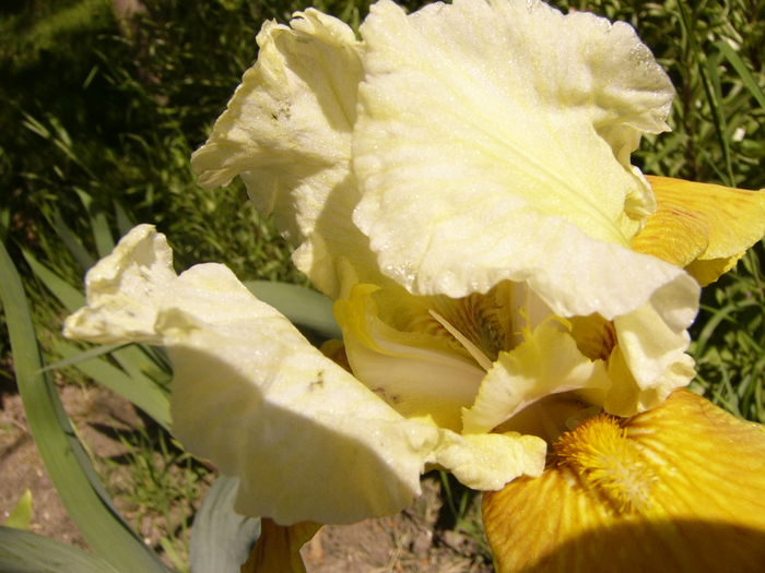 P1250197 - ANUL 2016 FLORI