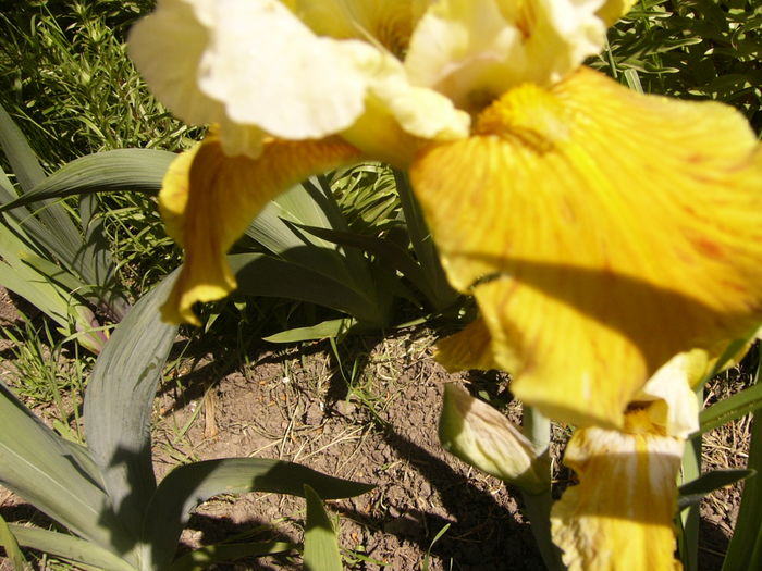 P1250198 - ANUL 2016 FLORI