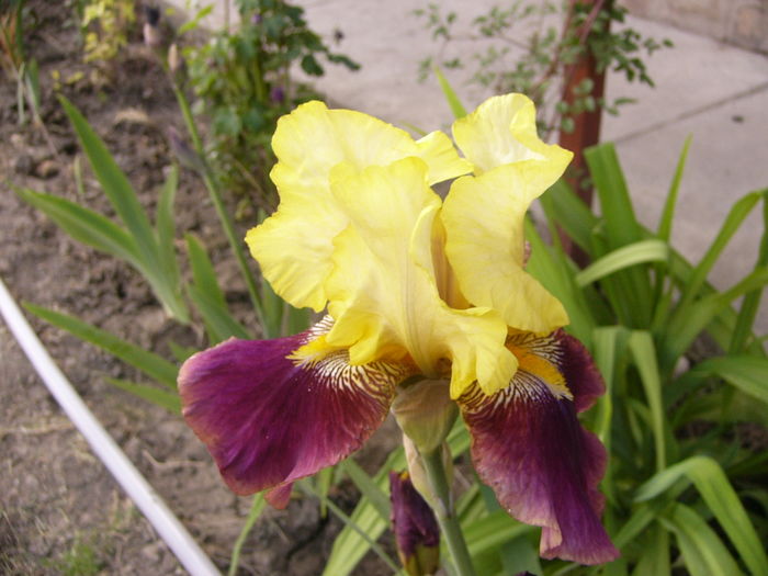 Iris On the Town - ANUL 2016 FLORI