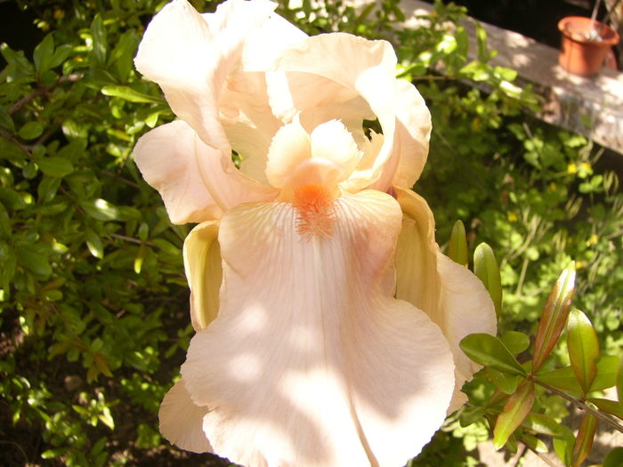 Iris Eduard of Windsor - ANUL 2016 FLORI