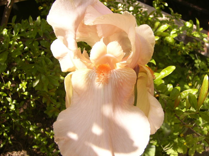 P1250204 - ANUL 2016 FLORI