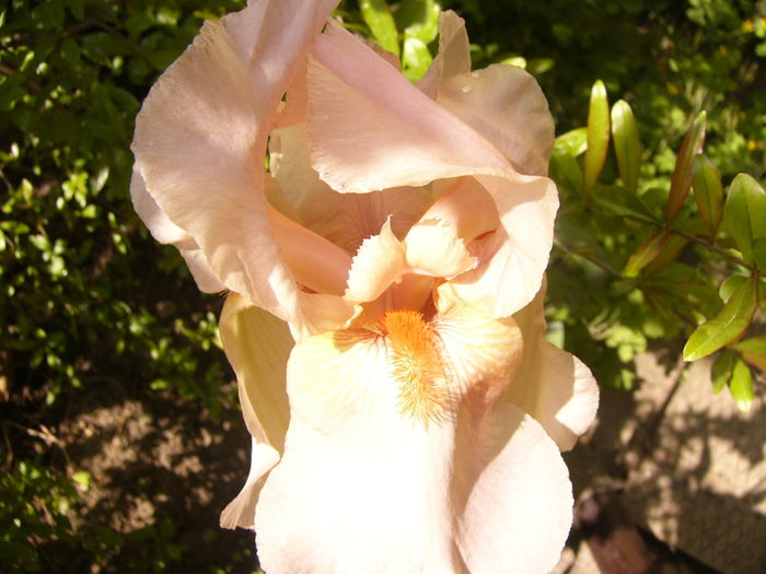 P1250205 - ANUL 2016 FLORI