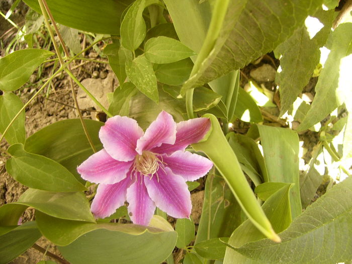 Clematis FN - ANUL 2016 FLORI