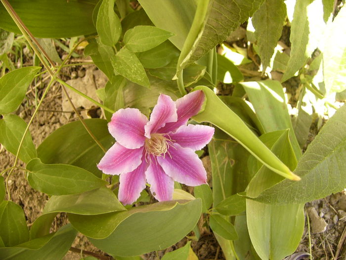 P1250209 - ANUL 2016 FLORI