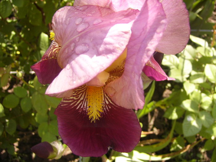 P1250212 - ANUL 2016 FLORI