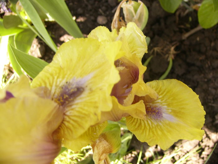 P1250214 - ANUL 2016 FLORI