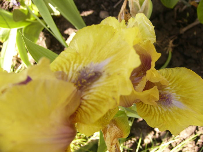 P1250216 - ANUL 2016 FLORI