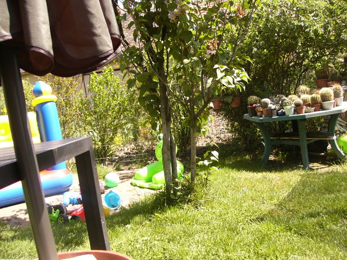 P1250217 - ANUL 2016 FLORI