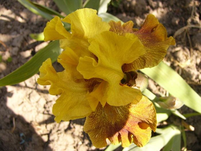 P1250220 - ANUL 2016 FLORI