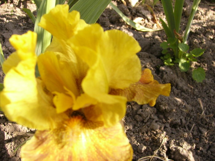 P1250221 - ANUL 2016 FLORI