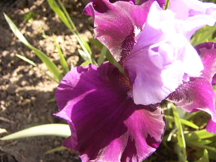 P1250223 - ANUL 2016 FLORI