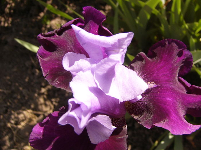 P1250224 - ANUL 2016 FLORI