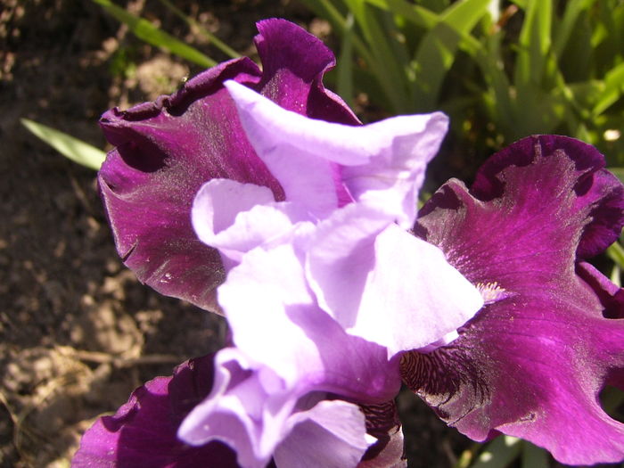 P1250225 - ANUL 2016 FLORI