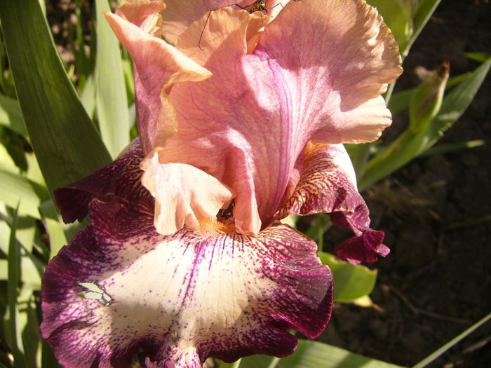 Iris Carnival,s Song - ANUL 2016 FLORI