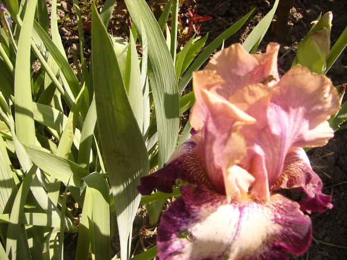 P1250227 - ANUL 2016 FLORI