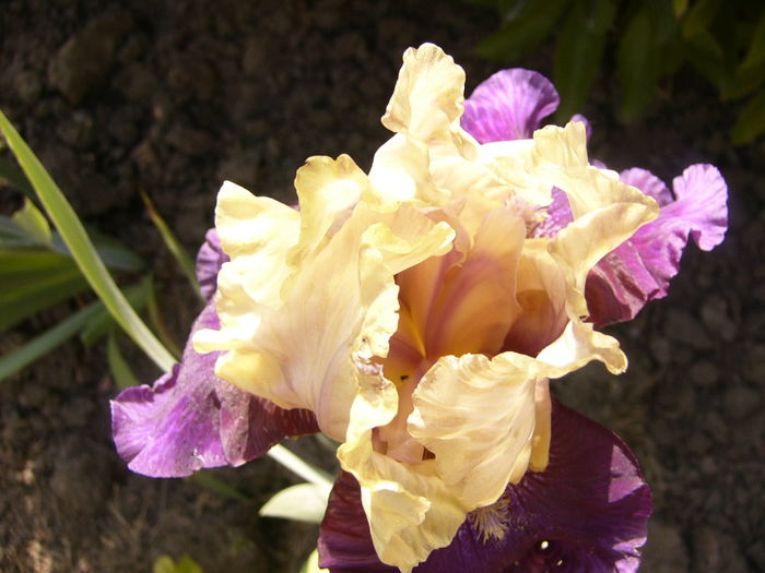 P1250231 - ANUL 2016 FLORI