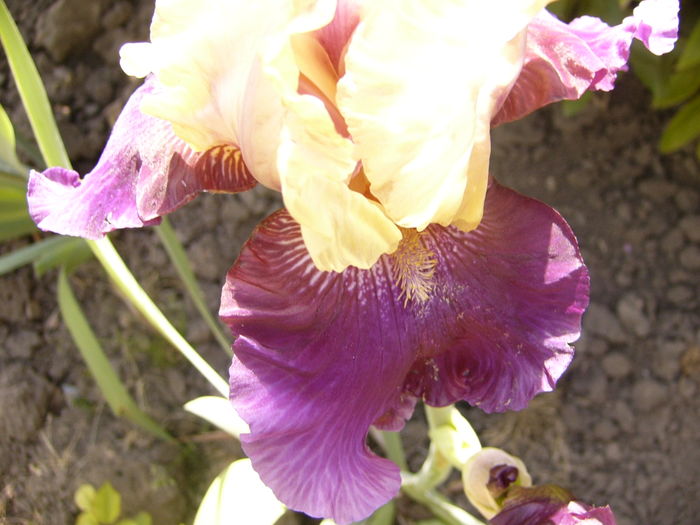 P1250232 - ANUL 2016 FLORI