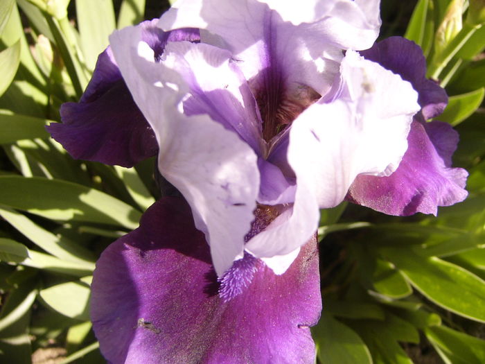 P1250234 - ANUL 2016 FLORI