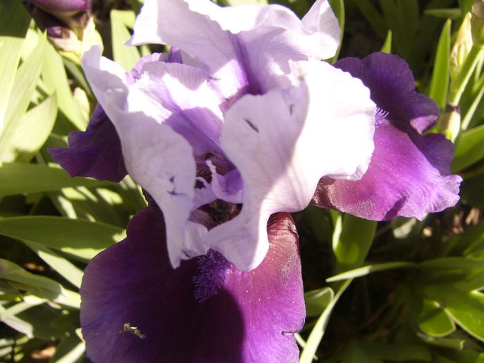 P1250235 - ANUL 2016 FLORI