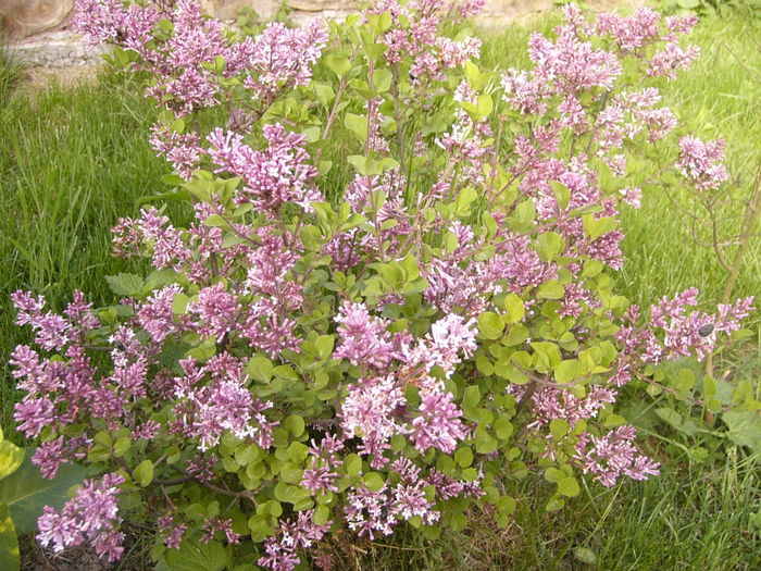Syringa Patula Miss Kim - ANUL 2016 FLORI