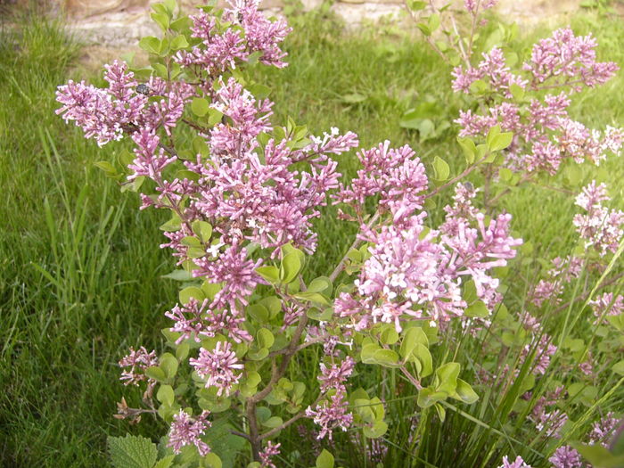 P1250238 - ANUL 2016 FLORI