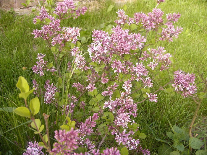 P1250240 - ANUL 2016 FLORI