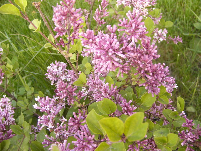 P1250241 - ANUL 2016 FLORI