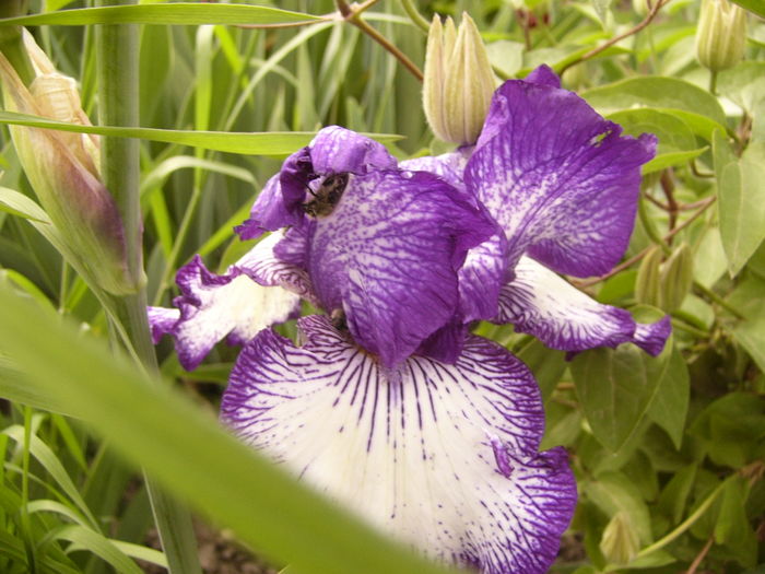 Iris Art Deco - ANUL 2016 FLORI