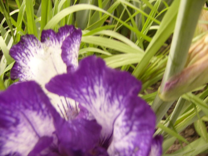 P1250244 - ANUL 2016 FLORI